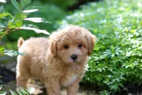 Letty, a female Maltipoo for sale in Baltic, OH – 4 of 10