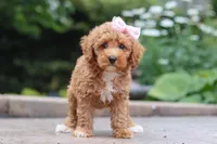 Raina, a female Maltipoo for sale in Baltic, OH – 3 of 9