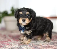 Oliver, a male Schnoodle for sale in Baltic, OH – Photo 2 of 4