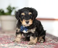 Oliver, a male Schnoodle for sale in Baltic, OH – Photo 3 of 4