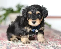 Oliver, a male Schnoodle for sale in Baltic, OH – Photo 4 of 4