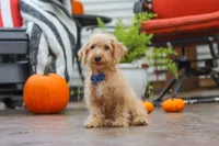 Scout, a male Schnoodle for sale in Baltic, OH – 1 of 7
