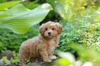 Letty, a female Maltipoo for sale in Baltic, OH – 10 of 10