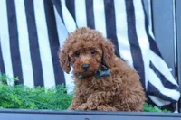 Greyson, a male Poodle - Miniature  for sale in Baltic, OH – 2 of 10