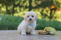Finley, a male Maltipoo for sale in Baltic, OH – 9 of 10
