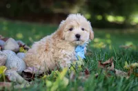 Buddy, a male Maltipoo for sale in Baltic, OH – 4 of 6