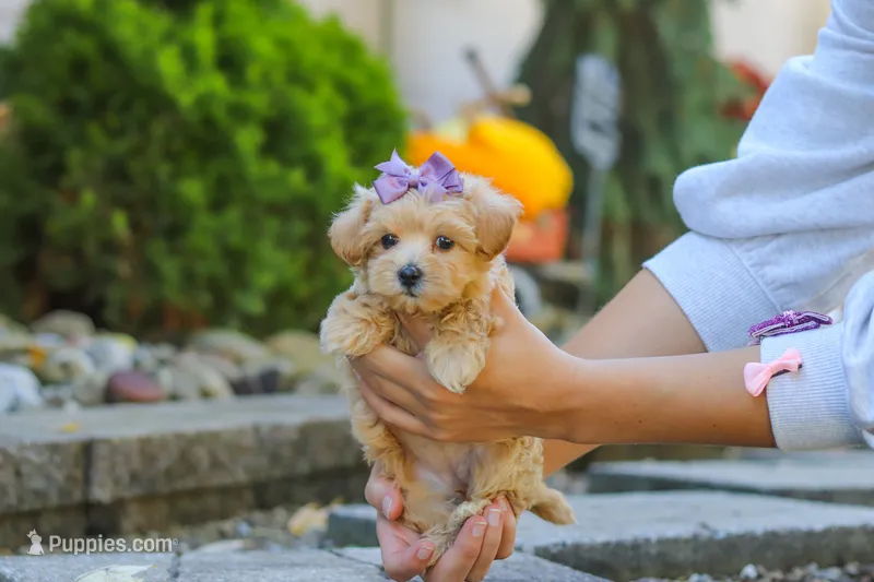 Wren – Maltipoo puppy for sale in Baltic, OH