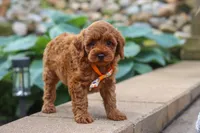 Knox, a male Maltipoo for sale in Baltic, OH – 3 of 6
