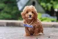 Leo, a male Maltipoo for sale in Baltic, OH – 10 of 10