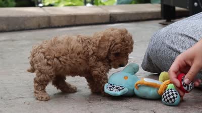 Lottie, a female Maltipoo for sale in Baltic, OH – 5 of 5