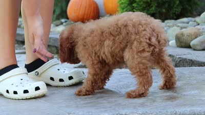 Greyson, a male Poodle - Miniature  for sale in Baltic, OH – 7 of 7