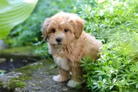 Letty, a female Maltipoo for sale in Baltic, OH – 3 of 10