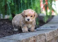 Tori, a female Morkie for sale in Baltic, OH – Photo 3 of 5