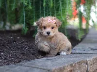 Tori, a female Morkie for sale in Baltic, OH – Photo 2 of 5