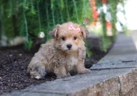 Tori, a female Morkie for sale in Baltic, OH – Photo 4 of 5