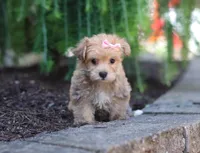 Tori, a female Morkie for sale in Baltic, OH – Photo 1 of 5