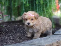 Tori, a female Morkie for sale in Baltic, OH – Photo 5 of 5