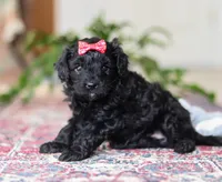 Livy, a female Cavapoo for sale in Baltic, OH – Photo 2 of 4