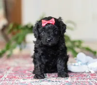 Livy, a female Cavapoo for sale in Baltic, OH – Photo 1 of 4