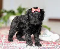 Livy, a female Cavapoo for sale in Baltic, OH – Photo 3 of 4