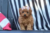 Emily, a female Cavapoo for sale in Baltic, OH – 7 of 10