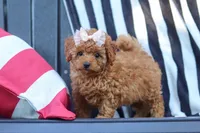 Emily, a female Cavapoo for sale in Baltic, OH – 8 of 10