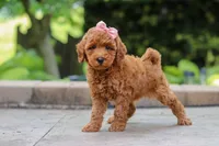 Indie, a female Maltipoo for sale in Baltic, OH – 3 of 6