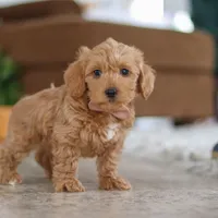 Harper, a female Schnoodle for sale in Baltic, OH – Photo 4 of 4