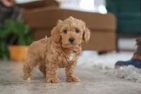 Harper, a female Schnoodle for sale in Baltic, OH – Photo 4 of 4