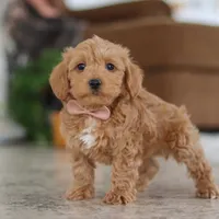 Harper, a female Schnoodle for sale in Baltic, OH – Photo 2 of 4