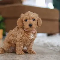 Harper, a female Schnoodle for sale in Baltic, OH – Photo 3 of 4