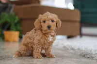 Harper, a female Schnoodle for sale in Baltic, OH – Photo 3 of 4