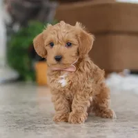 Harper, a female Schnoodle for sale in Baltic, OH – Photo 1 of 4