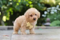 Scout, a male Schnoodle for sale in Baltic, OH – 5 of 7