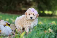 Honey, a female Maltipoo for sale in Baltic, OH – 5 of 6