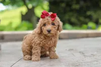 Lottie, a female Maltipoo for sale in Baltic, OH – 2 of 5