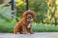 Benji, a male Cavapoo for sale in Baltic, OH – 10 of 10