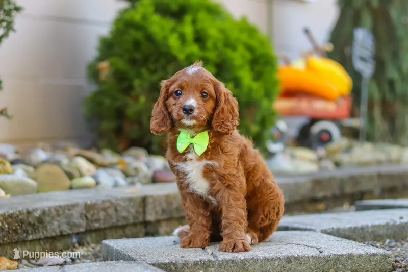 Blake, a male Cavapoo for sale in Baltic, OH – 1 of 10