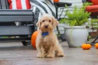 Scout, a male Schnoodle for sale in Baltic, OH – 4 of 7