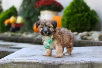 Milo, a male Morkie for sale in Baltic, OH – 5 of 7