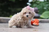Lilly, a female Maltipoo for sale in Baltic, OH – 3 of 7