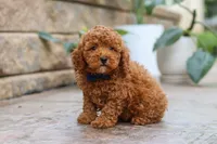 Oakley, a male Poodle - Miniature  for sale in Baltic, OH – 4 of 6