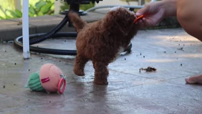 Chase, a male Cavapoo for sale in Baltic, OH – 8 of 8