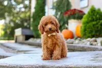 Greyson, a male Poodle - Miniature  for sale in Baltic, OH – 3 of 7