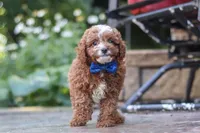 Chase, a male Cavapoo for sale in Baltic, OH – 3 of 8