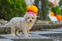 Maple, a female Maltipoo for sale in Baltic, OH – 3 of 7