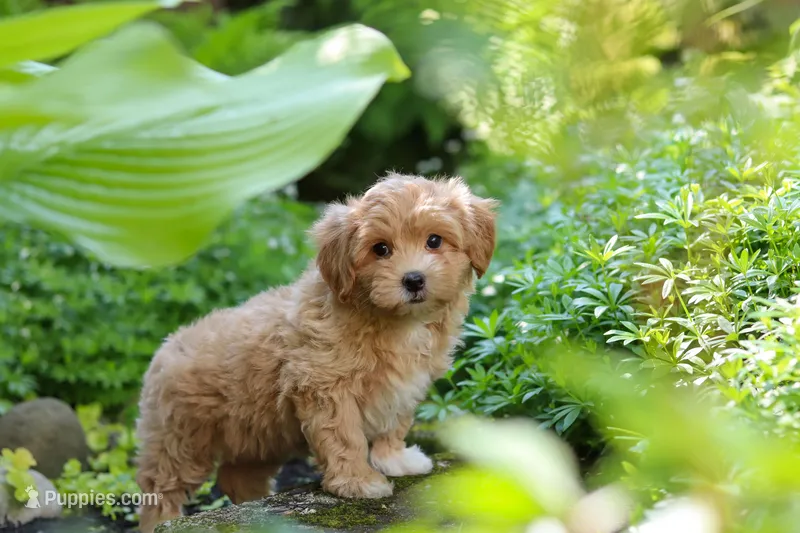 Letty – Maltipoo puppy for sale in Baltic, OH