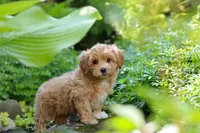 Letty, a female Maltipoo for sale in Baltic, OH – 1 of 10