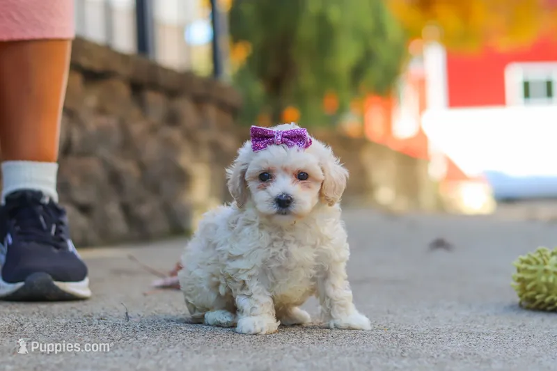 Ember – Maltipoo puppy for sale in Baltic, OH