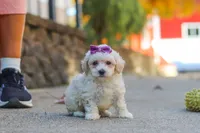 Ember, a female Maltipoo for sale in Baltic, OH – 1 of 6